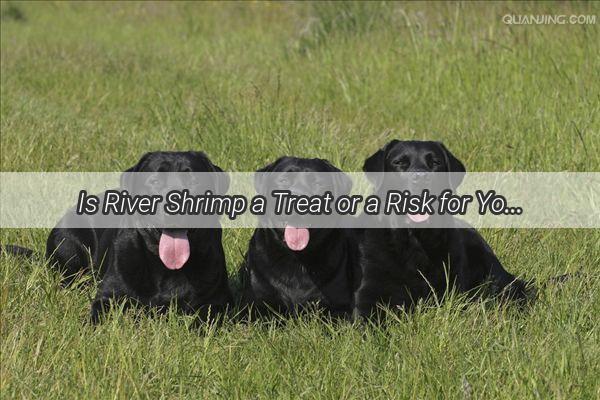 Is River Shrimp a Treat or a Risk for Your Bichon Frise Find Out Now